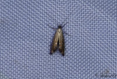 Tghakmal (Glyphipterix thrasonella)