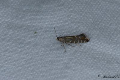 Tghakmal (Glyphipterix thrasonella)