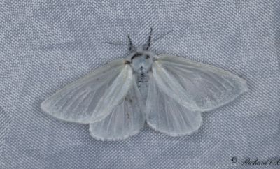 Videspinnare - White Satin Moth (Leucoma salicis)