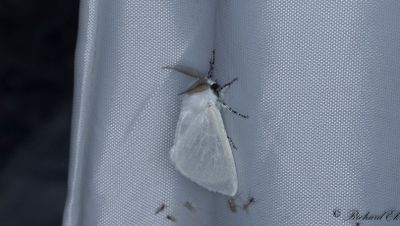 Videspinnare - White Satin Moth (Leucoma salicis)