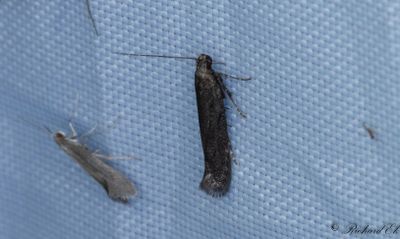 lggrsdystermal - Black Neb (Monochroa lutulentella)