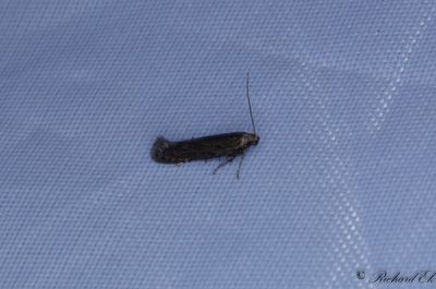 Älggräsdystermal - Black Neb (Monochroa lutulentella)
