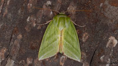 Mindre båtspinnare - Green Silver-lines (Pseudoips prasinanus)