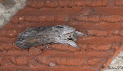 Skuggkapuschongfly - The Shark (Cucullia umbratica)