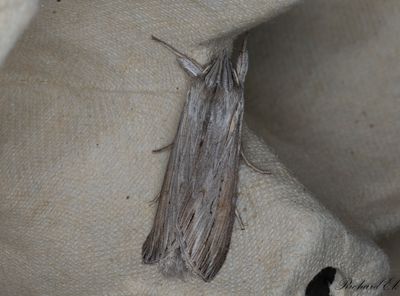 Skuggkapuschongfly - The Shark (Cucullia umbratica)