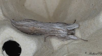 Skuggkapuschongfly - The Shark (Cucullia umbratica)