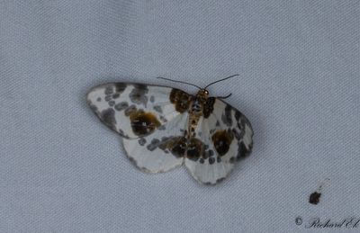 Almfläckmätare - Clouded Magpie (Abraxas sylvata)