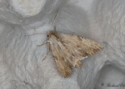 Benfärgat ängsfly - Light Arches (Apamea lithoxylaea)