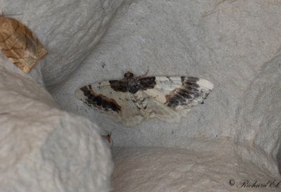 Benvedsmätare - Scorched Carpet (Ligdia adustata)