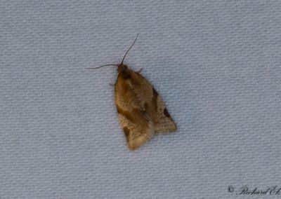 Blåbärsbredvecklare (Paramesia gnomana)