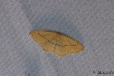 Bokgördelmätare - Clay Triple-lines (Cyclophora linearia)