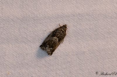 Bokollonvecklare (Cydia fagiglandana)