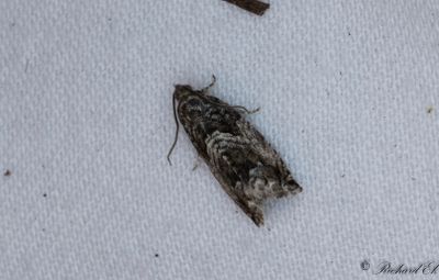 Bokollonvecklare (Cydia fagiglandana)