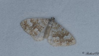 Brunflammig fältmätare - Sandy Carpet (Perizoma flavofasciata)