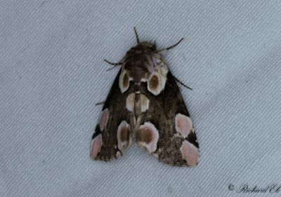 Fläckig hallonspinnare - Peach Blossom (Thyatira batis)
