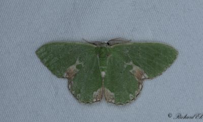 Fläckig smaragdmätare - Blotched Emerald (Comibaena bajularia)
