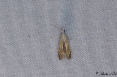 Gullinjerad gullrissäckmal - Verge Case-bearer (Coleophora trochilella)