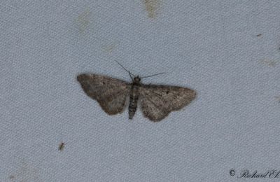 Hallonmalmätare - Grey Pug (Eupithecia subfuscata)