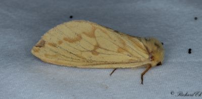 Humlerotfjäril - Ghost Moth (Hepialus humuli)