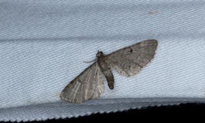 Kirskålsmalmätare (Eupithecia selinata)