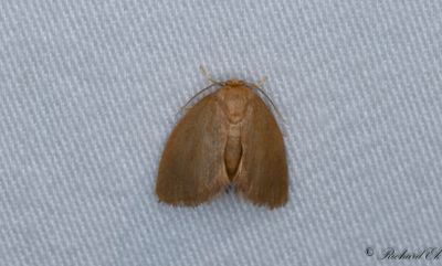 Mindre snigelspinnare - The Triangle (Heterogenea asella)