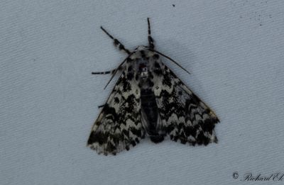 Munkfly (Panthea coenobita)