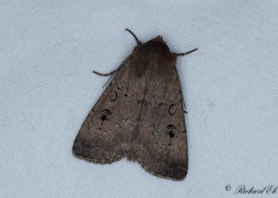 Spmansjordfly - Double Dart (Graphiphora augur)