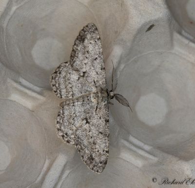 Strre eklavmtare - Great Oak Beauty (Hypomecis roboraria)