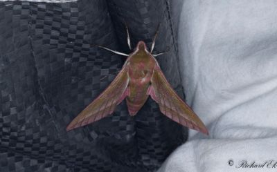 Strre snabelsvrmare - Elephant Hawk-moth (Deilephila elpenor)
