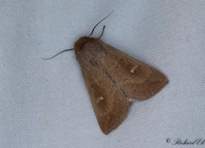 Tegelrtt grsfly - The Clay (Mythimna ferrago)