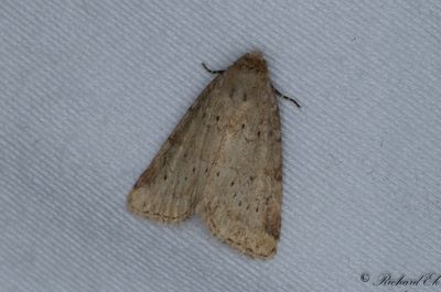 Tuvngsfly - Small Dotted Buff (Photedes minima)