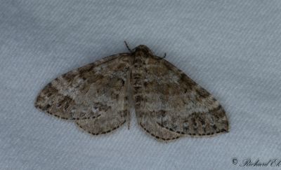 Tvillingflckad fltmtare - Twin-spot Carpet (Mesotype didymata)