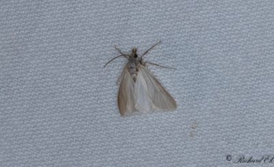 Vattenmott - Water Veneer (Acentria ephemerella)
