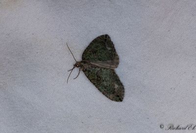 Vattrad fltmtare - July Highflyer (Hydriomena furcata)