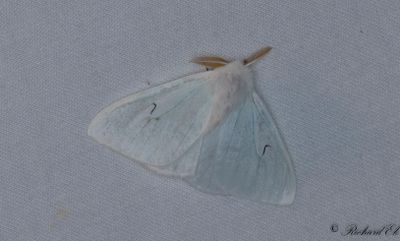 Vitvingespinnare - Black V Moth (Arctornis l-nigrum)