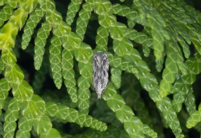 Lönnpalpmal - Peach Twig Borer (Anarsia innoxiella)