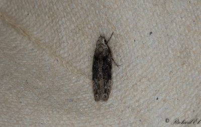 Frnderlig almkantmal - Elm Groundling (Carpatolechia fugitivella)