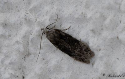 Föränderlig almkantmal - Elm Groundling (Carpatolechia fugitivella)