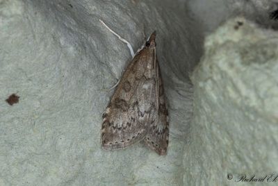 Plommonängsmott (Udea prunalis)