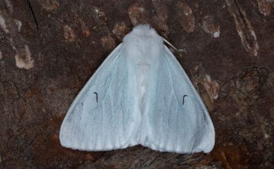 Vitvingespinnare - Black V Moth (Arctornis l-nigrum)