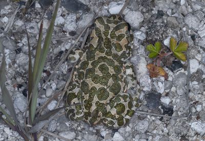 Herptiles