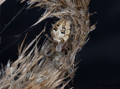 Vasshjulspindel (Larinioides cornutus)