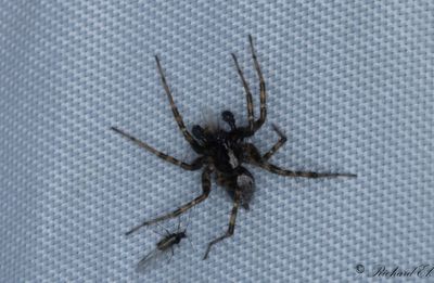 Spindlar / Spiders