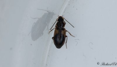 Brokig dammlpare (Acupalpus parvulus)