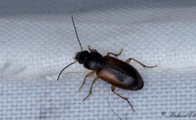 Mrk gllpare (Stenolophus mixtus)