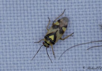 Orthops kalmii