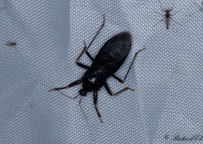 Smutsstinkfly (Reduvius personatus)