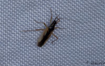 Teratocoris antennatus
