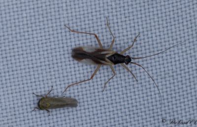 Teratocoris antennatus