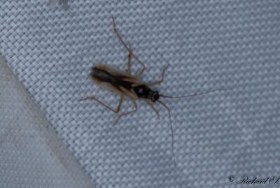 Teratocoris antennatus